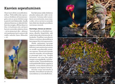 Vaeltajan tunturikasvio