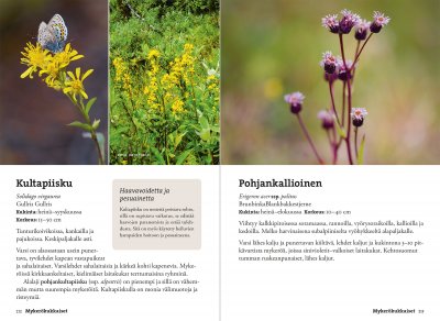 Vaeltajan tunturikasvio