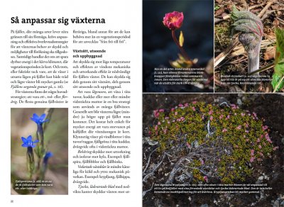 Flora för fjällvandrare