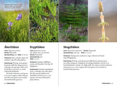 Flora för fjällvandrare