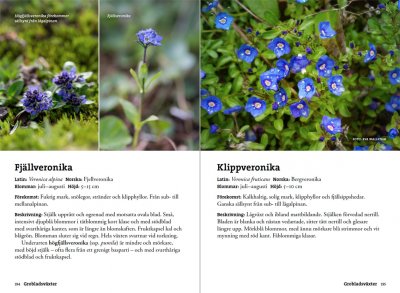 Flora för fjällvandrare