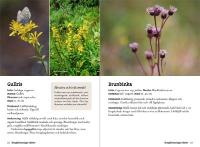 Flora för fjällvandrare